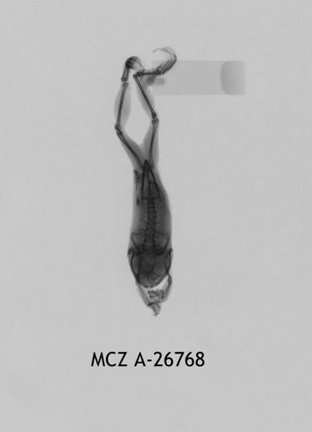 Media type: image;   Herpetology A-26768
